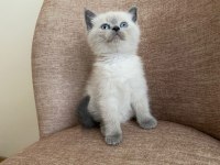 A Kalite British Shorthair Blue Point Yavrular Yer Ankara