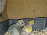 Yavrulu takım sevda papağanları