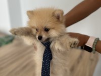 Sevimli Irk Pomeranian Boo