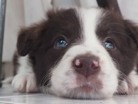 Sağlıklı safkan border collie yavrular