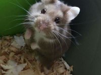 HAMSTER GONZALES YAVRULARIMIZ HERYERE GÖNDERİM VAR