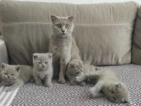 yavrularımız yeni ailesini arıyor