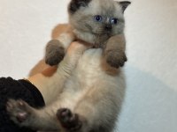 British shorthair kedisi