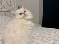Safkan British Longhair Mavi Göz Erkek