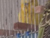 Yavru Muhabbet Kuşu