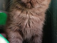 Siyah ve kahverengi british shorthair