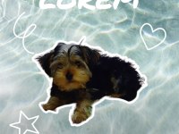 2 aylık dişi yorkshire terrier