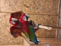 Macaw papağanımız için açıklamayı okuyunuz