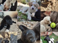 Köpeklere Antalya içi yuva arıyoruz acil