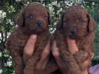 TOY POODLE VE MALTİPOO YAVRULARIMIZ