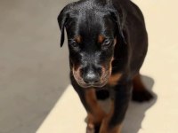 Eğitmenden doberman yavrular