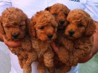 Toy Poodle Yavrular Irk Sağlık Garantili