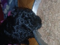 Orta boy poodle