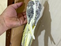 57 GÜNLÜK KUSURSUZ PİED SULTAN BEBEK
