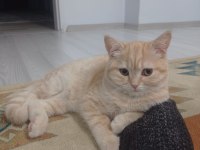 ANNE BRİTİSH SHORTHAİR 8 AYLIK ERKEK FULL EĞİTİMLİ