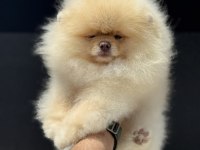 Show kalite fcı export pedigreli kore pomeranian