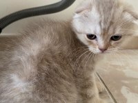 2 aylık scottish fold bebekler