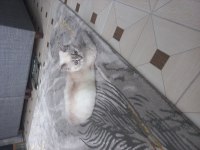 British shorthair blue point