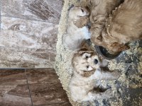 Maltipoo yavrularimiz