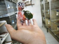 Nadir bir renk nadir bulunan son bebek konur