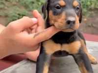 A kalite doberman yavrular