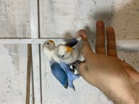 El besleme cennet papağanı bebeler kalite
