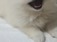 Pomeranian Boo Erkek Ve Dişi Yavrularımız