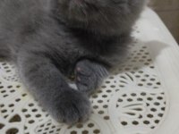 Sütlü kahve whiskas gri beyaz renklerde dişi erkek british