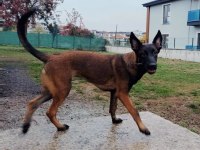 FCI KIF ŞECERELI 4.5 AYLIK UST DUZEY MALINOIS DISI YAVRUM