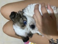 masmavi gözlü erkek shih tzu