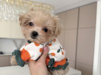 Tea Cup Maltipoo Bebeklerimiz