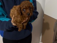 ÖMÜR BOYU IRK GARANTİLİ DARK VE RED BROWN TOY POODLE