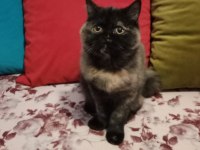 Yavrularımızı sahiplendiriyoruz scottish fold
