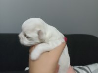 Şecereli Kore Maltese