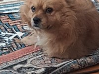 Shiba inu mix breeds köpeğimiz