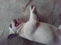 French bulldog köpeğimiz