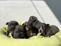 Egzotik blue french bulldog bebeklerimiz