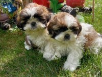 A kalite shih tzu yavrularımız ırk sağlık garantilidir