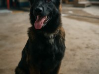 Sevgine zamanına emeğine değecek köpek arayanlara