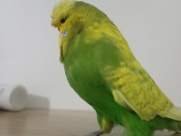 Jumbo yetişkin erkek muhabbet kuşu