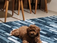Dünya tatlısı şeker gibi toy poodle