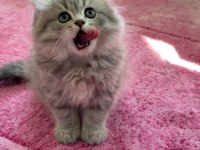 Dünya tatlısı british longhair yavrular