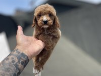 MALTİPOO YAVRULARIMIZ