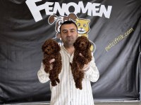 Süper Kalite Toy Poodle Yavrular Ankara Mağazamızda