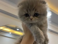 Sağlıklı İran kedisi Erkek