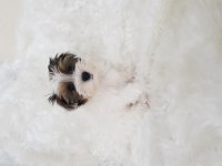 Biewer yorkshire terrier