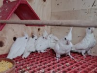 Albino Sultan papağanları