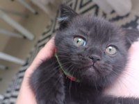 EN ACİL VE EN UYGUN ŞEKİLDE SAHİPLENDİRİLECEK KEDİLER