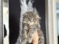 SCOTTISH FOLD LONGHAIR YAVRULARIMIZ
