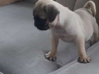 sevimli yavru pug